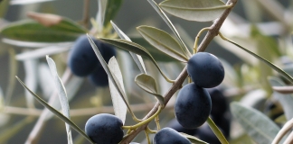 «Οι δρόμοι της Ελιάς»: Ένα Εθνικό Ερευνητικό Δίκτυο για ένα εθνικό προϊόν