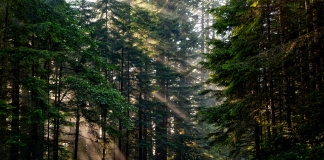 Η Ελλάδα έχει πλέον Δασική Στρατηγική