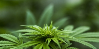 Έγκριση των πρώτων αδειών εγκατάστασης Μονάδων Καλλιέργειας και Επεξεργασίας Τελικών Προϊόντων Φαρμακευτικής Κάνναβης