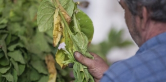 Ενισχύσεις de minimis 8,2 εκατ. ευρώ στους καπνοπαραγωγούς