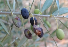 Κάλεσμα προς τις περιφέρειες να προχωρήσουν στην έγκαιρη έναρξη του προγράμματος δακοκτονίας 2019