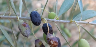 Κάλεσμα προς τις περιφέρειες να προχωρήσουν στην έγκαιρη έναρξη του προγράμματος δακοκτονίας 2019