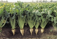 Πιστώνονται σήμερα οι λογαριασμοί των δικαιούχων συνδεδεμένης ενίσχυσης ζαχαροτεύτλων