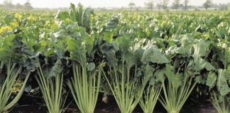 Πιστώνονται σήμερα οι λογαριασμοί των δικαιούχων συνδεδεμένης ενίσχυσης ζαχαροτεύτλων